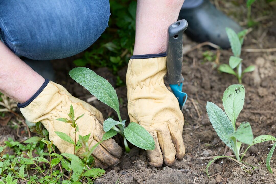Close up of hands planting a seedling into garden soil