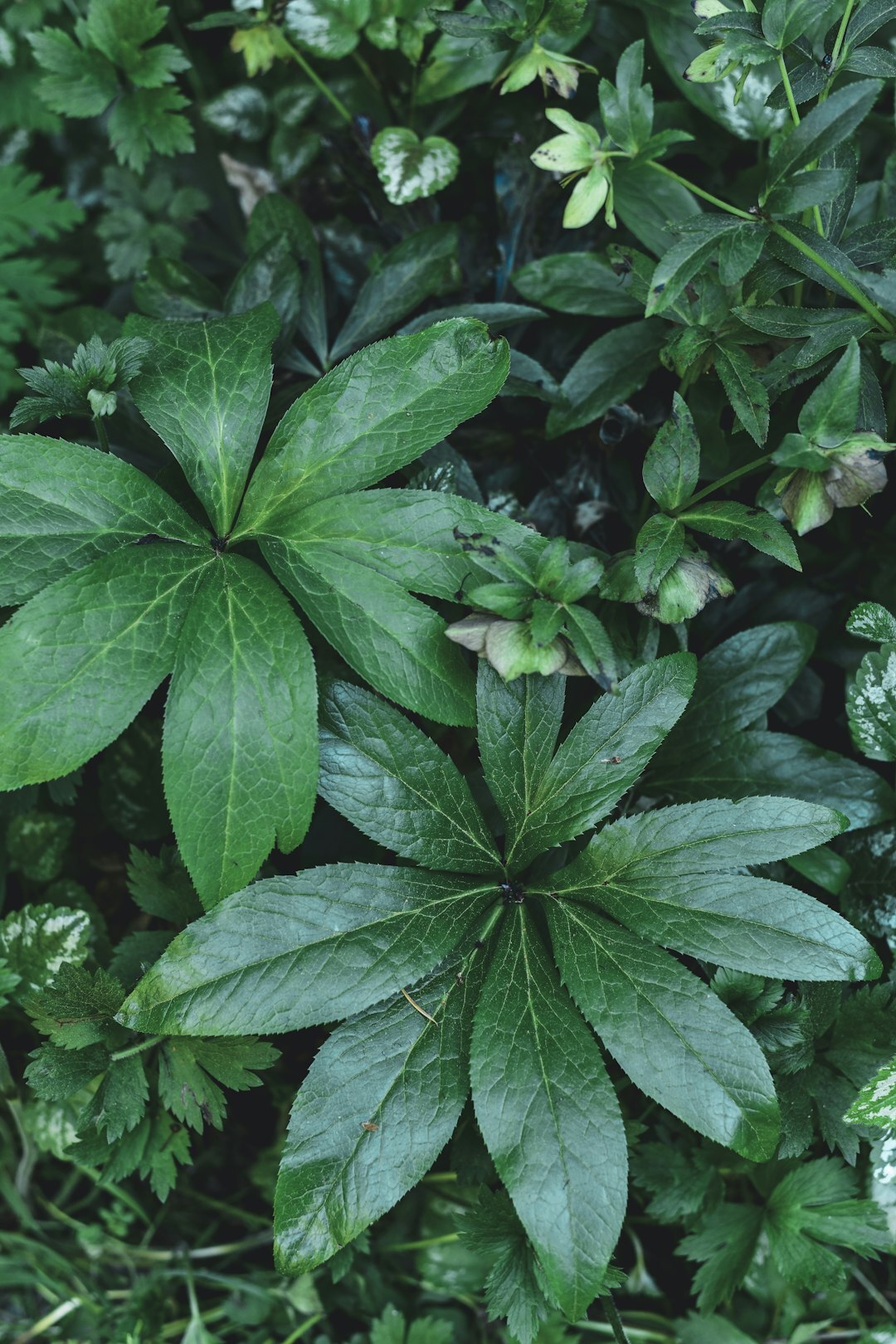 shade garden plants