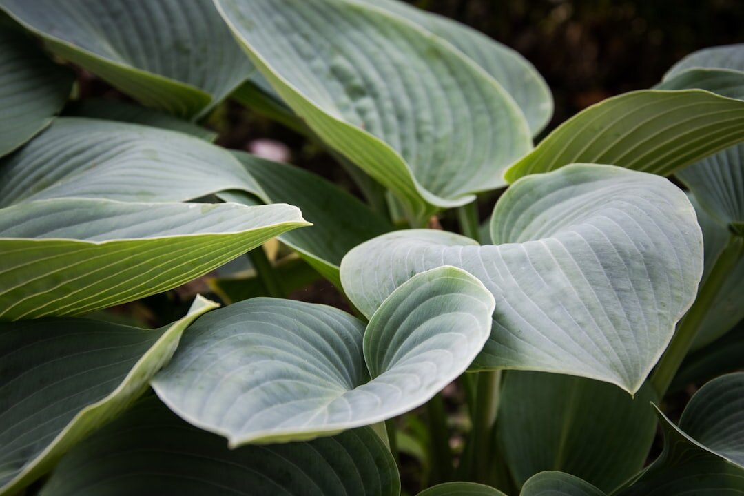 hosta plant in garden