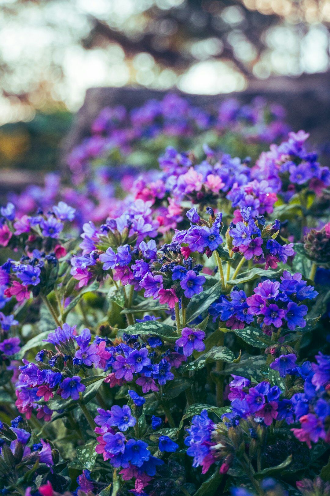 shade garden plants