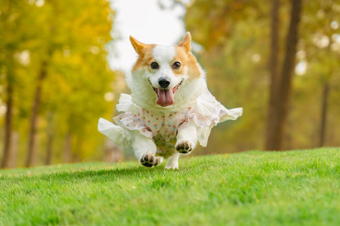 autumn lawn care