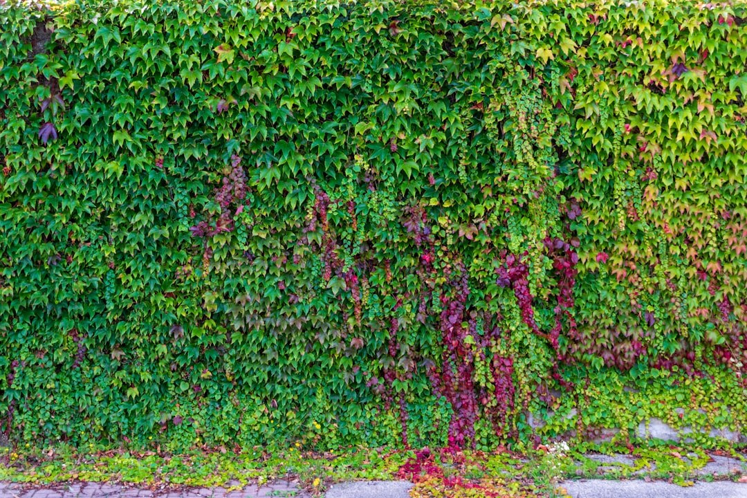ivy covering wall