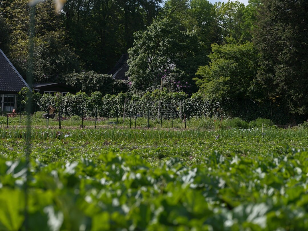 Neat rows of vegetables growing in a Czech garden bed