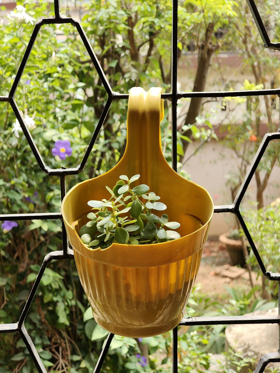 small urban garden with flowers