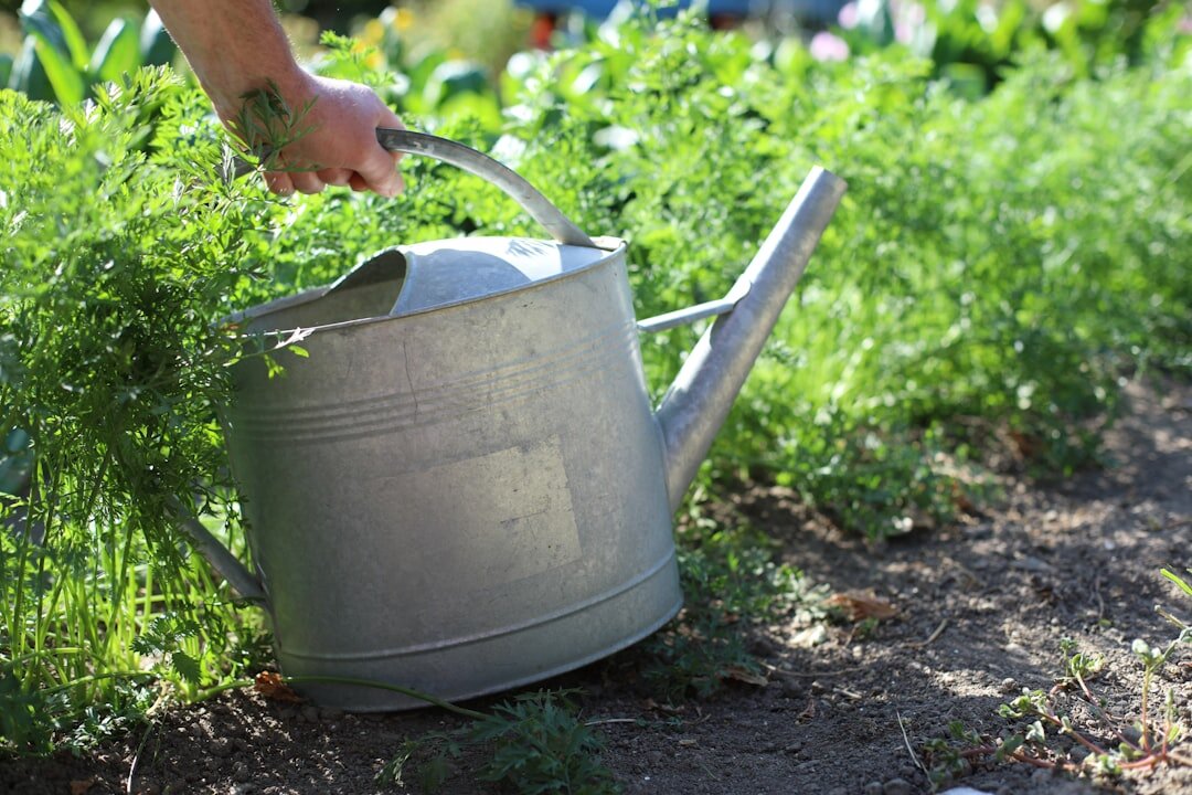 person watering garden plants