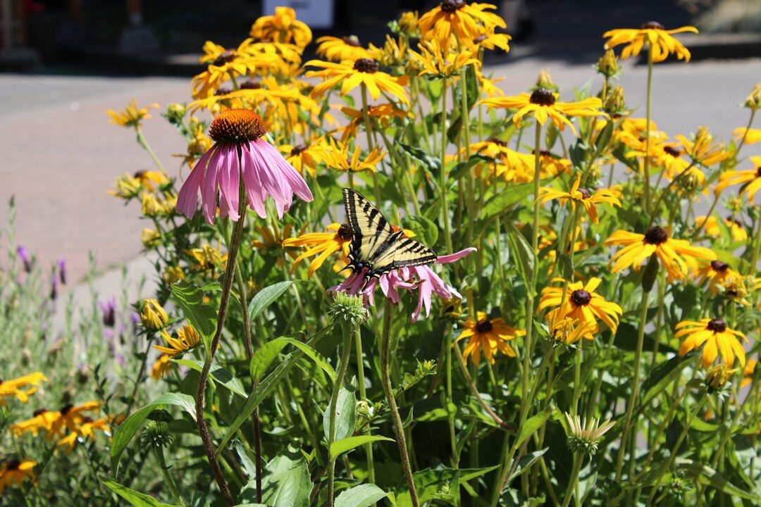 garden with flowers and insects