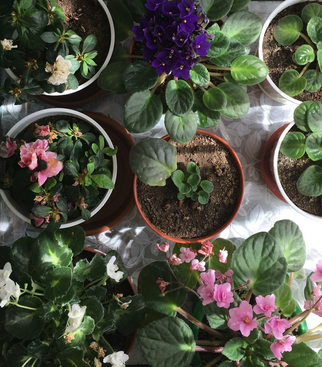 spring flowers in pots