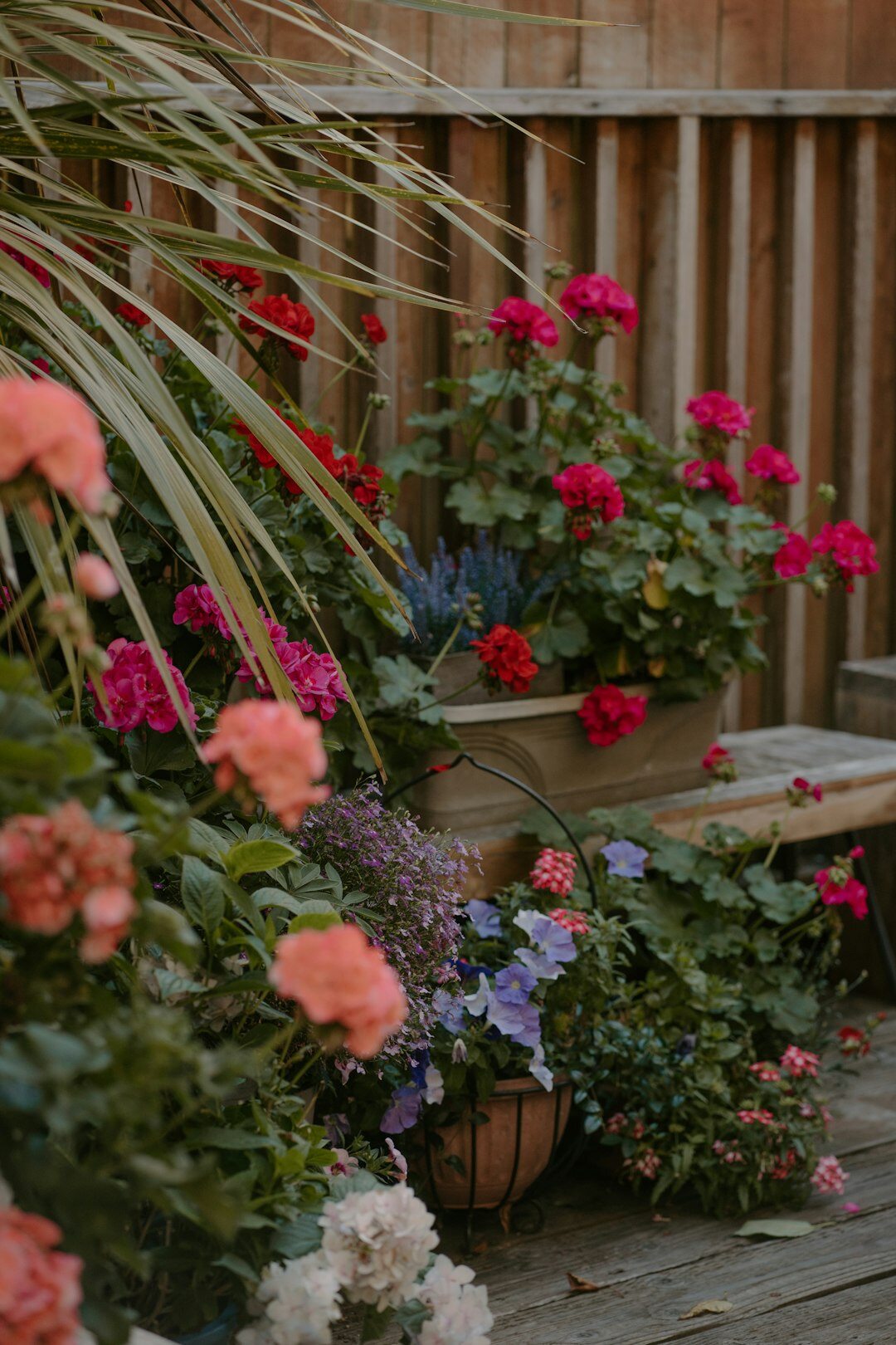 small urban garden with flowers