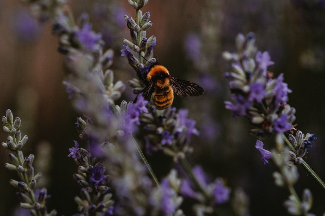 lavender flowers attracting bees