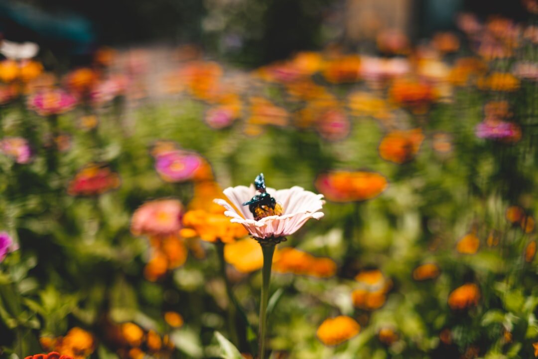 colorful garden flowers with insects