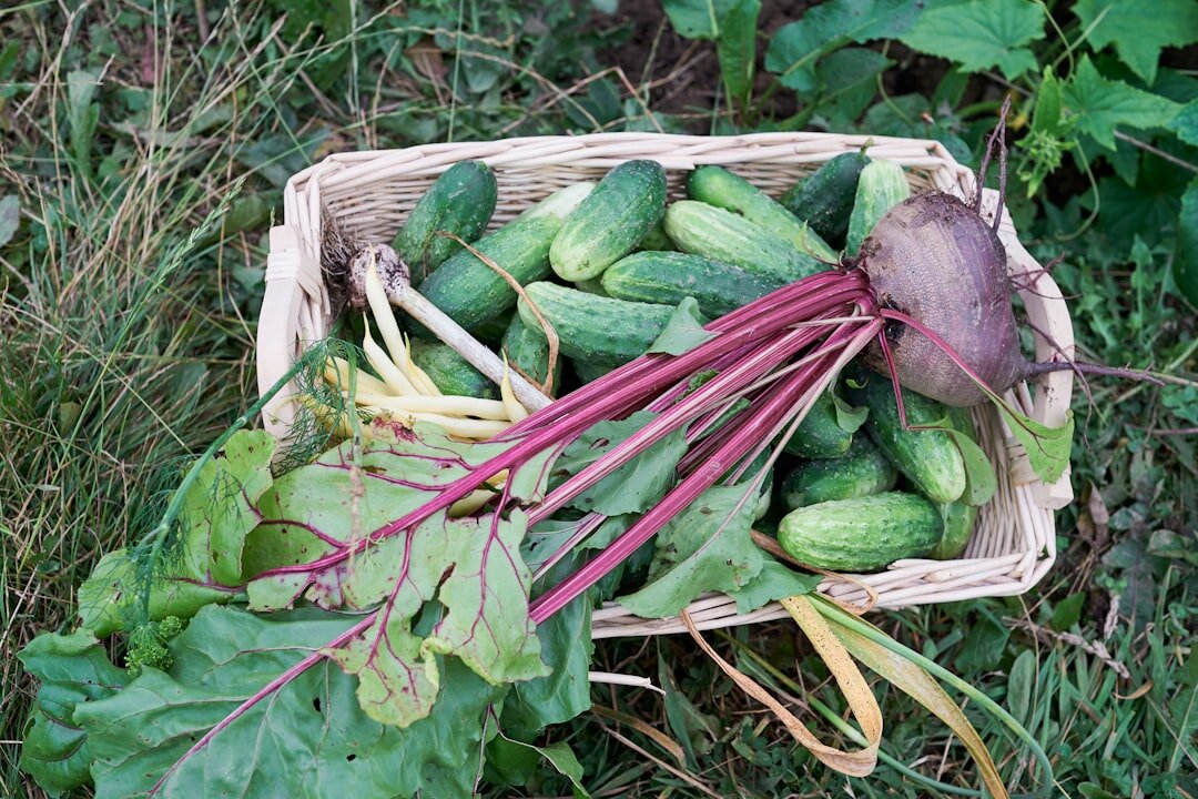 rich vegetable harvest from garden