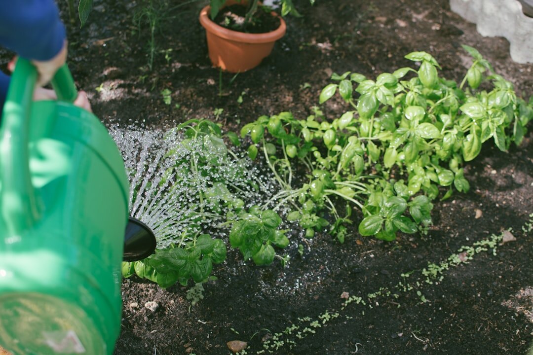 watering vegetable plants