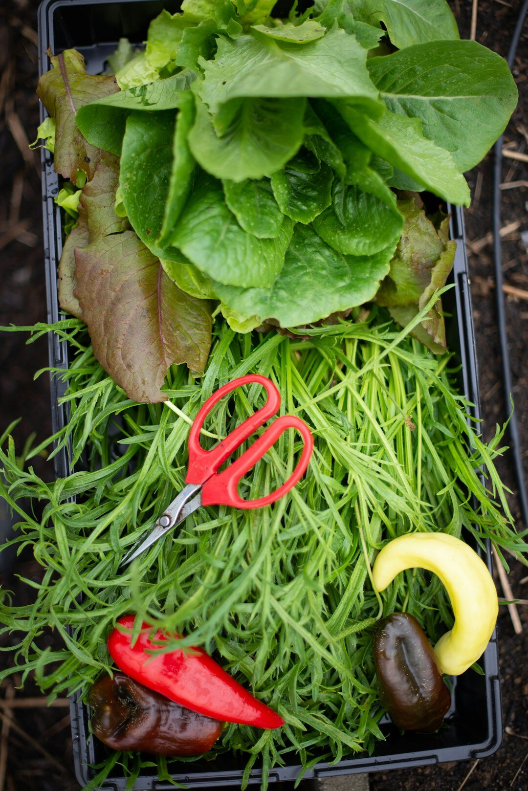 rich vegetable harvest from garden